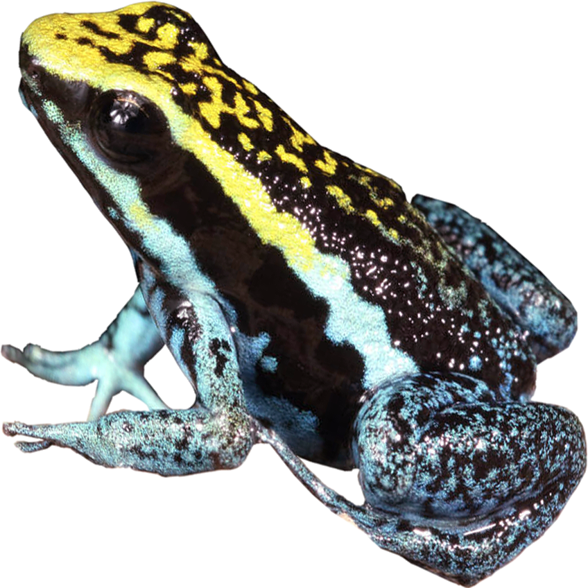 Peppered Dart Frog